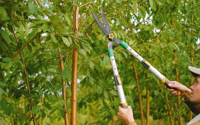 Tree trimming in Owingsville, KY